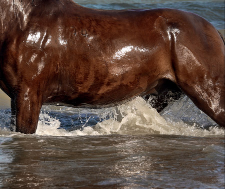 art-cheval-02