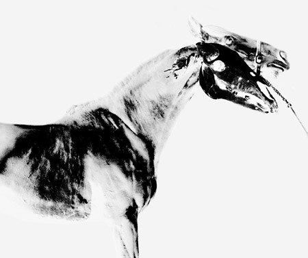 art-cheval-05